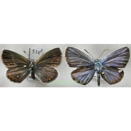 Plebejus argus (Linnaeus, 1758) pair Poland51e